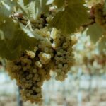 Quali Vini Bianchi Sono Più Apprezzati sul Territorio Campano