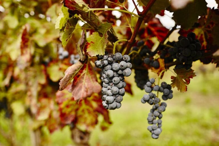 alfonso-rotolo-vini-paestum-fiano-aglianico-110