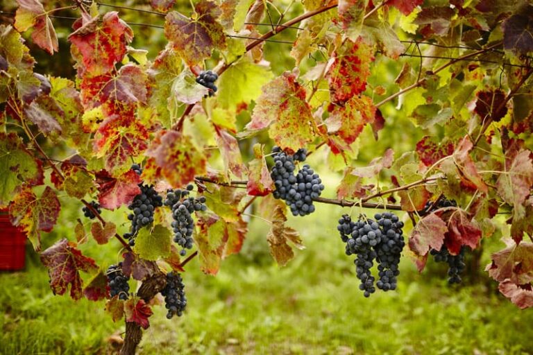 alfonso-rotolo-vini-paestum-fiano-aglianico-112