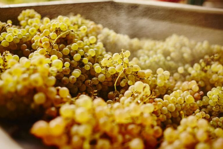 alfonso-rotolo-vini-paestum-fiano-aglianico-128