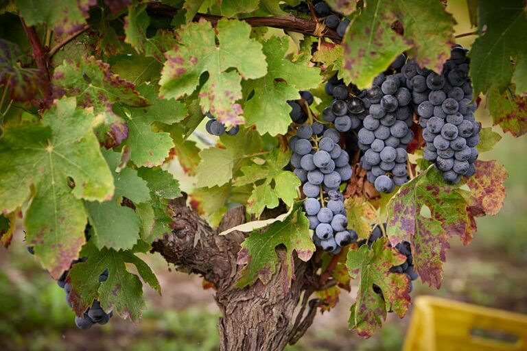 alfonso-rotolo-vini-paestum-fiano-aglianico-162