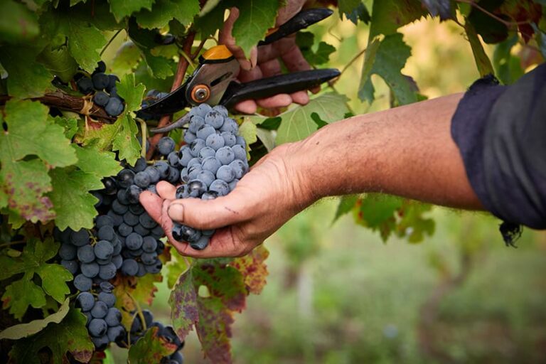 alfonso-rotolo-vini-paestum-fiano-aglianico-163