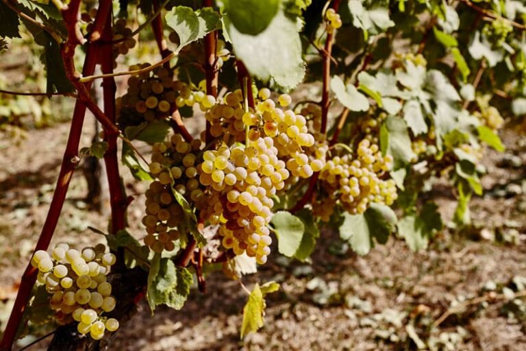 alfonso-rotolo-vini-paestum-fiano-aglianico-35